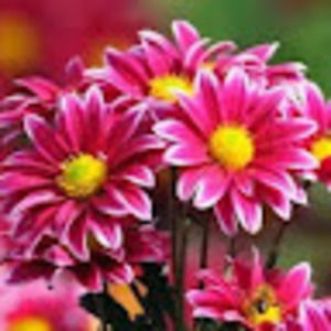 Meet your Posher, Sidney